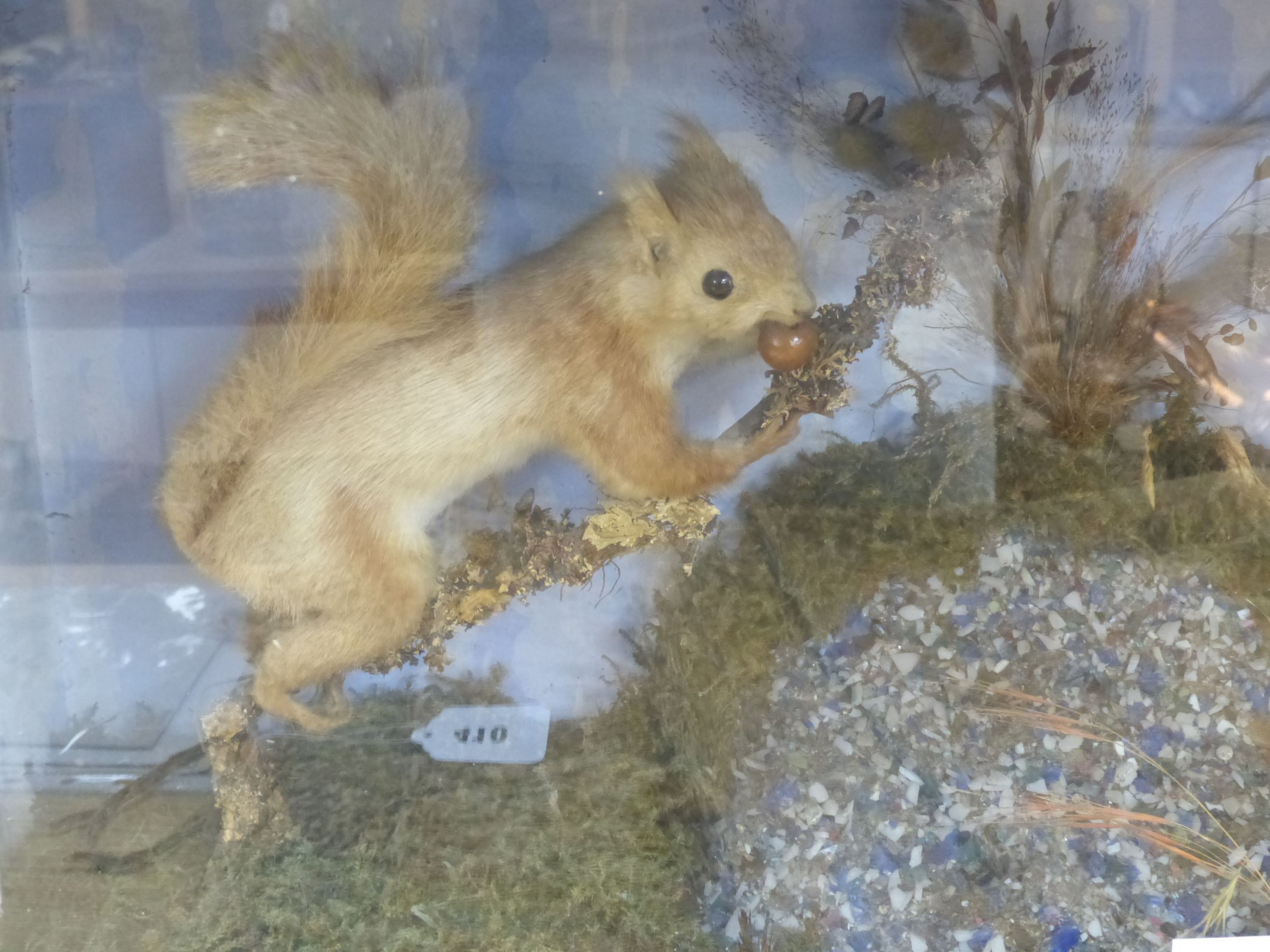 A glazed case of two taxidermic squirrels